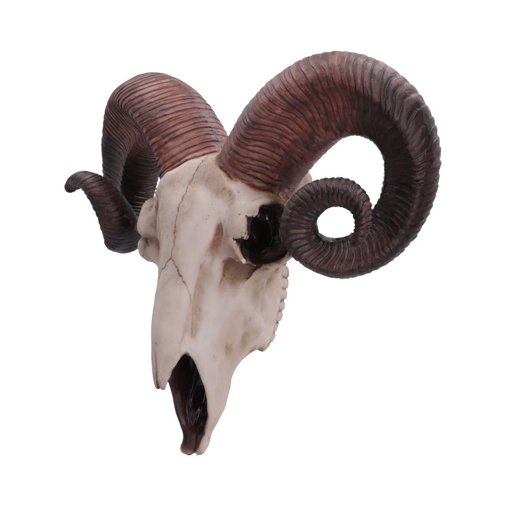 Realistic Wall Mounted Rams Skull