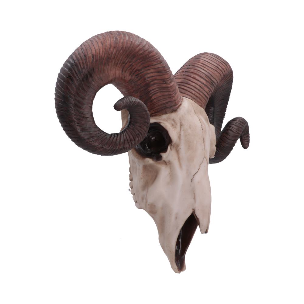 Realistic Wall Mounted Rams Skull