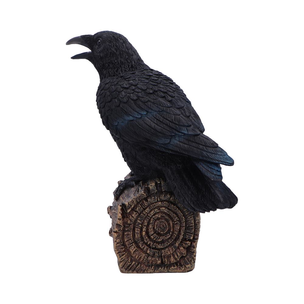 Ravens Cry With Motion Activated Sound