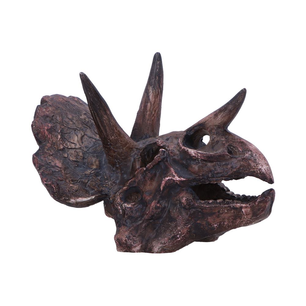 Triceratops Skull Resin Replica