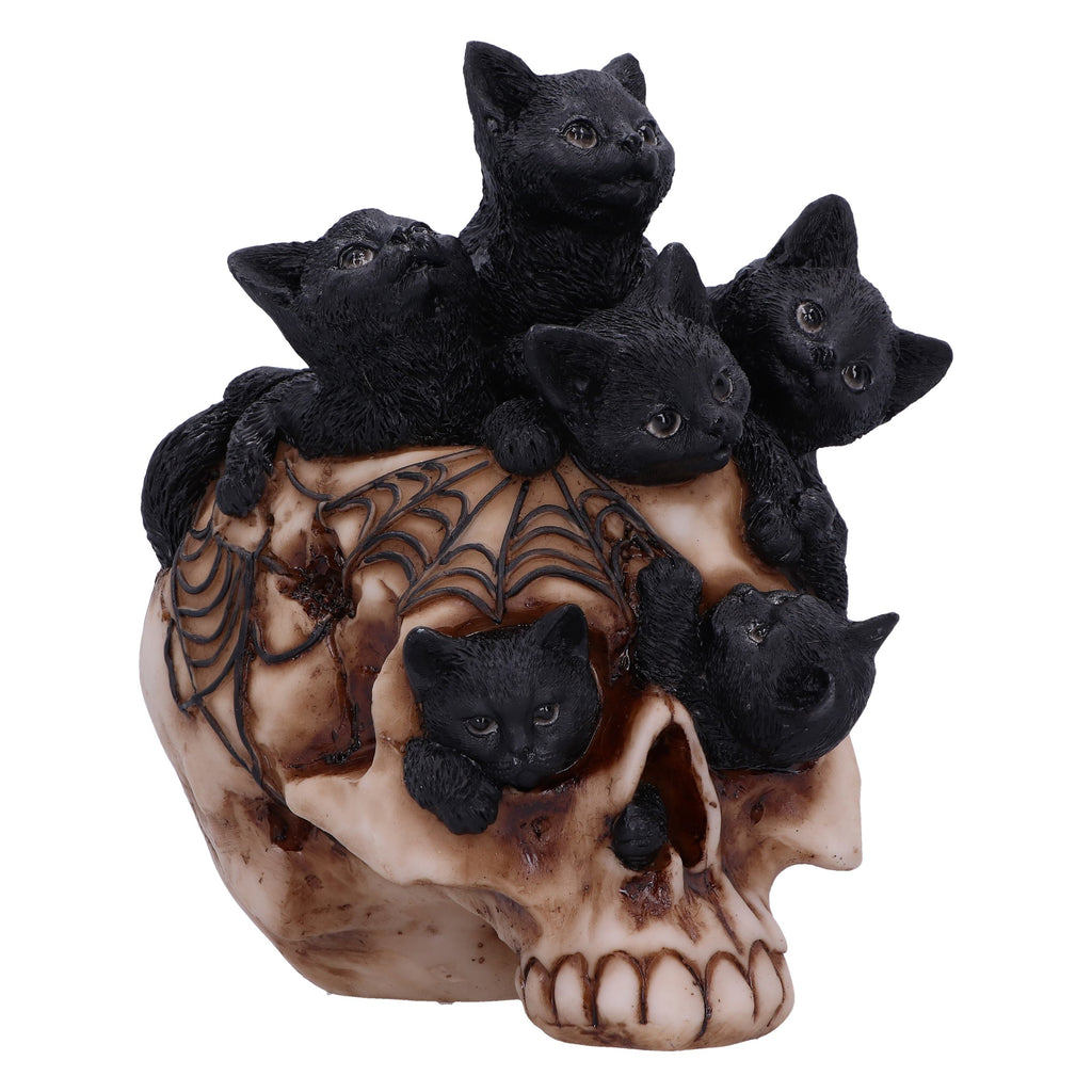 Cranial Litter Skull